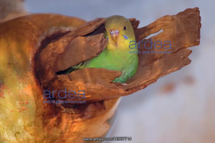 : Budgerigar - almost fledged juvenile Budgerigar : Budgerigar - almost fledged juvenile Budgerigar