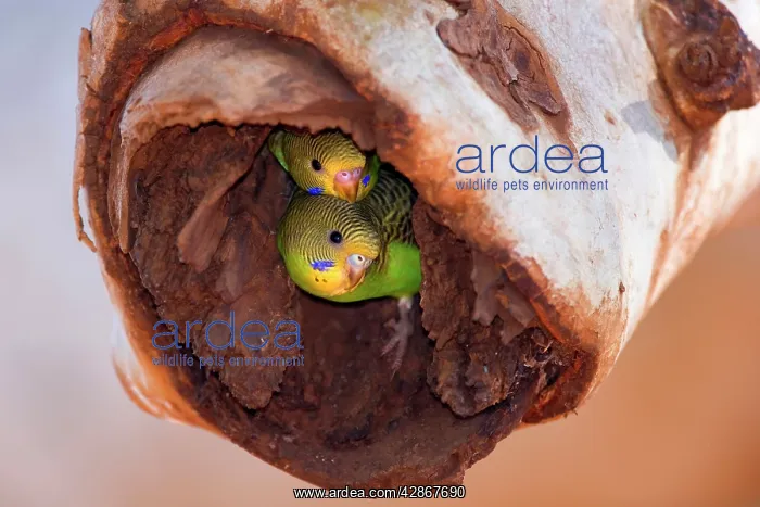 : Budgerigar - two almost fledged juvenile Budgerigars : Budgerigar - two almost fledged juvenile Budgerigars