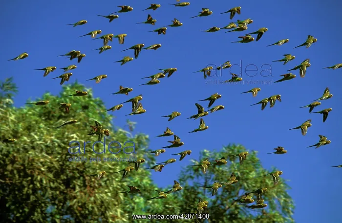 : Budgerigar - In flight : Budgerigar - In flight