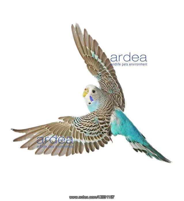 : Budgerigar - in flight : Budgerigar - in flight