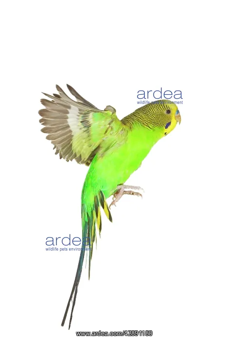 : Budgerigar - in flight : Budgerigar - in flight