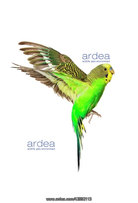 : Budgerigar - in flight : Budgerigar - in flight
