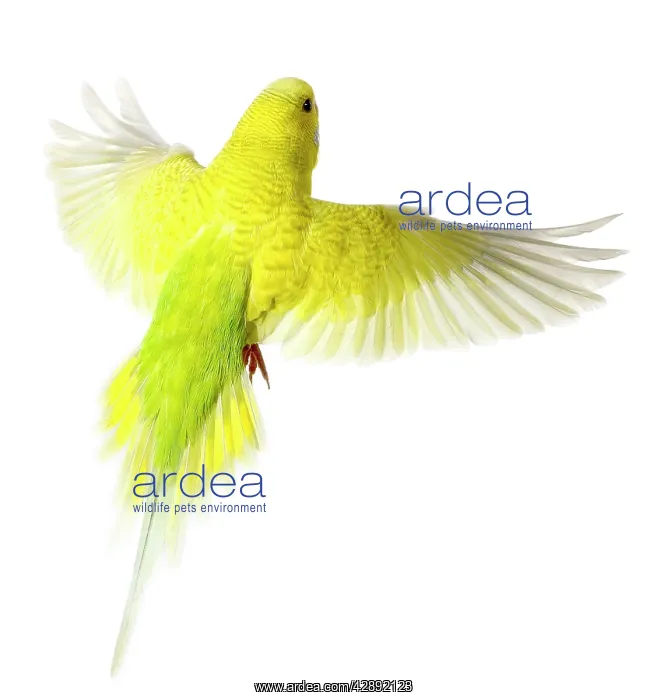 : Budgerigar - in flight : Budgerigar - in flight