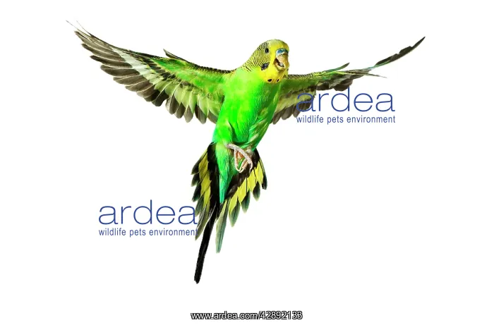 : Budgerigar - in flight : Budgerigar - in flight