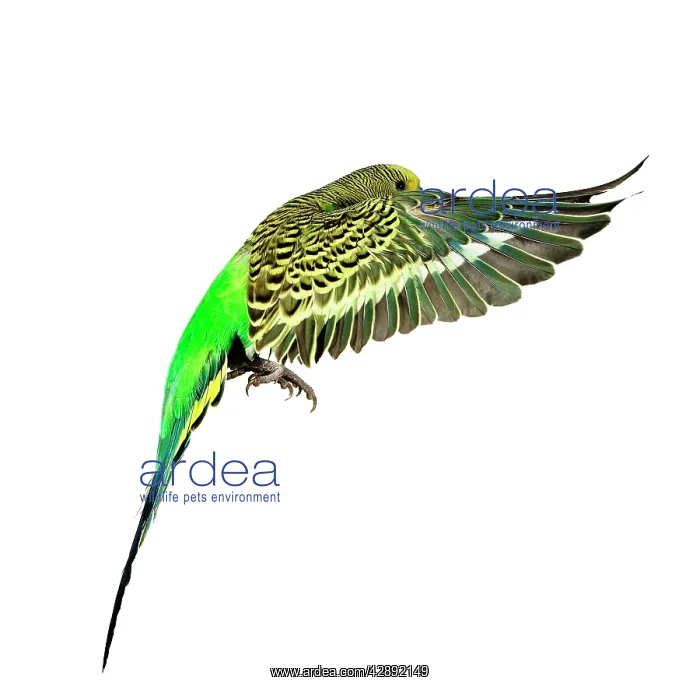 : Budgerigar - in flight : Budgerigar - in flight