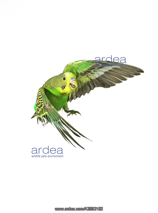 : Budgerigar - in flight : Budgerigar - in flight