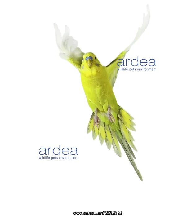: Budgerigar - in flight : Budgerigar - in flight