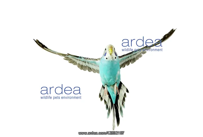 : Budgerigar - in flight : Budgerigar - in flight