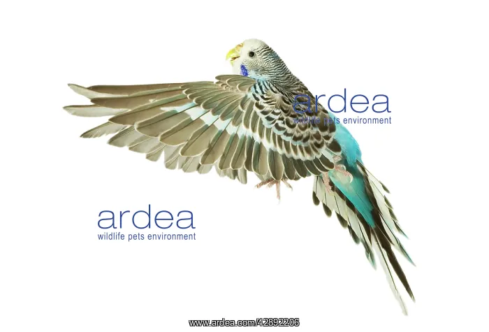 : Budgerigar - in flight : Budgerigar - in flight