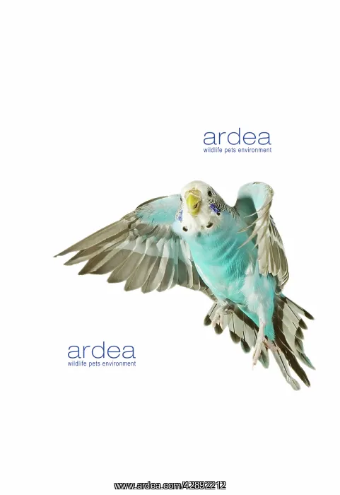 : Budgerigar - in flight : Budgerigar - in flight