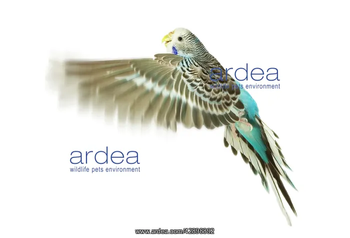 : Budgerigar - in flight : Budgerigar - in flight