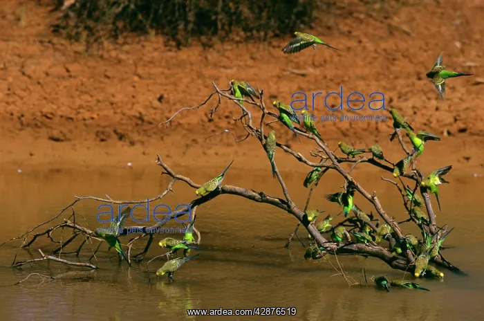 : Budgerigar - Flock drinking from pool : Budgerigar - Flock drinking from pool