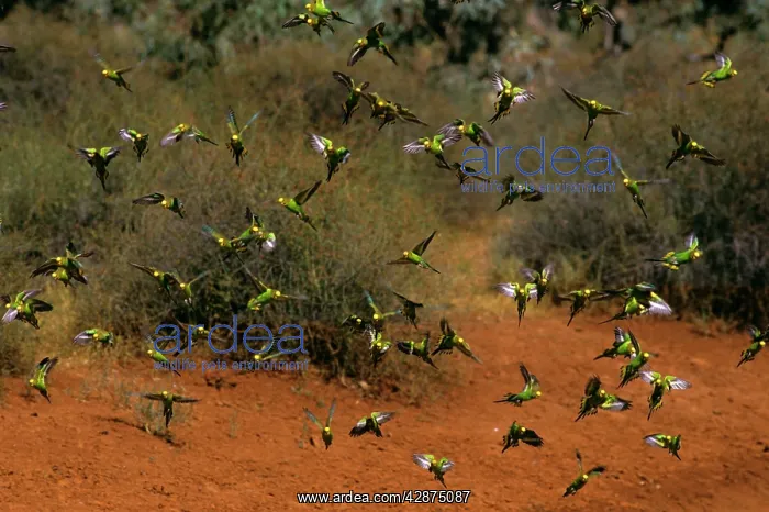 : Budgerigar - Flock in flight : Budgerigar - Flock in flight