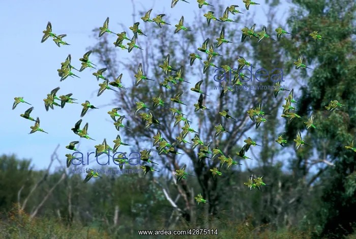 : Budgerigar - flock in flight : Budgerigar - flock in flight