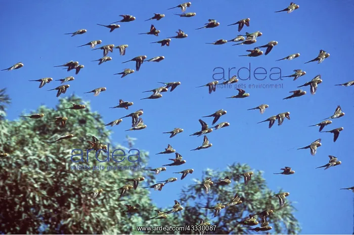 : BUDGERIGAR - FLOCK IN FLIGHT : BUDGERIGAR - FLOCK IN FLIGHT