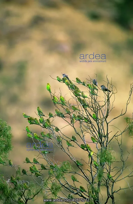 : Budgerigar - Flock in tree : Budgerigar - Flock in tree
