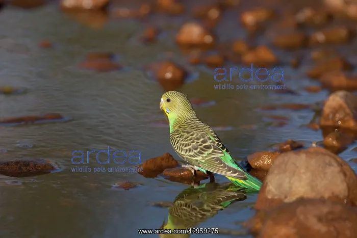 : Budgerigar - juvenile drinking at a pool in Donkey Creek : Budgerigar - juvenile drinking at a pool in Donkey Creek