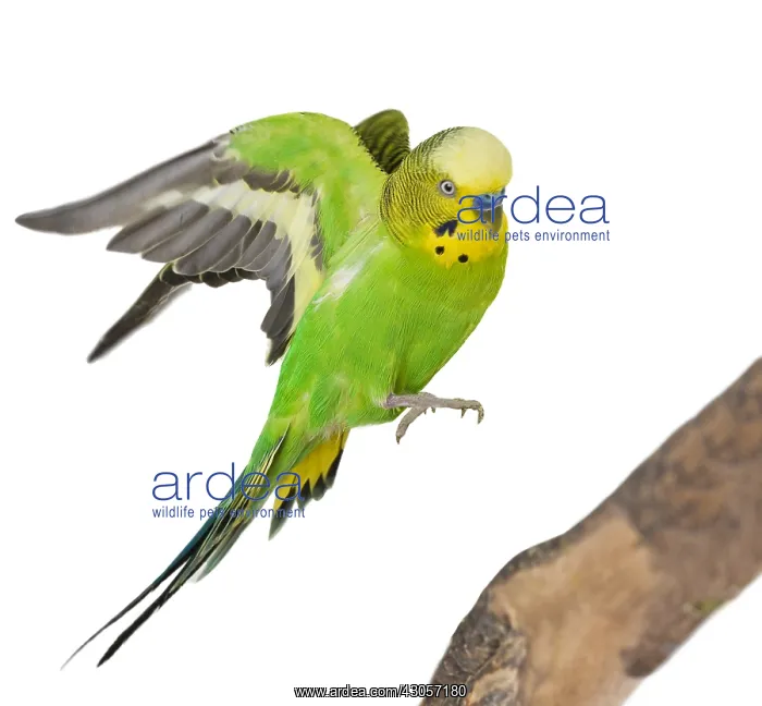 : Budgerigar landing on branch : Budgerigar landing on branch