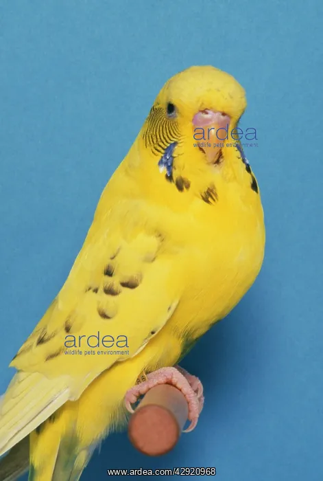 : Budgerigar - Light Orange Recessive Pied Cock : Budgerigar - Light Orange Recessive Pied Cock
