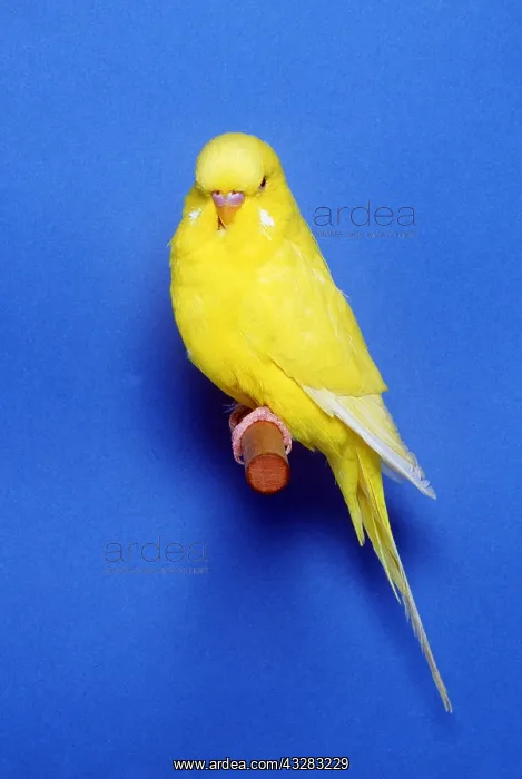  : BUDGERIGAR - Lutino variety, cock  /  male