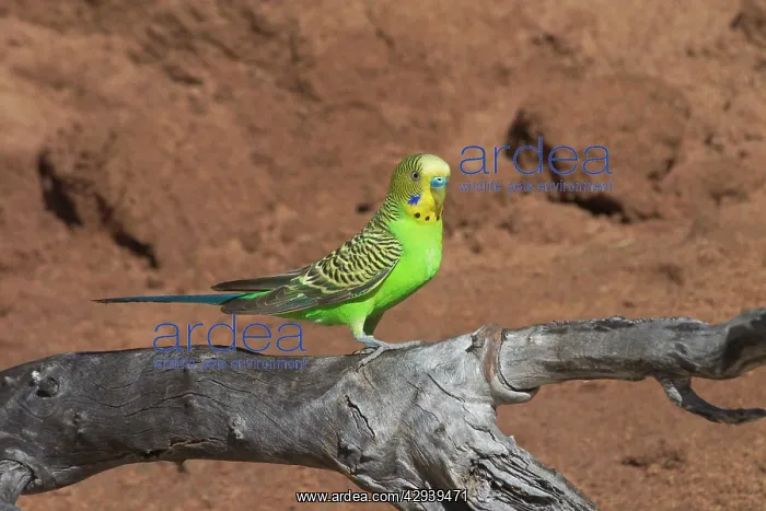 : Budgerigar - male : Budgerigar - male