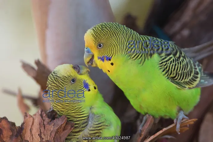 : Budgerigar male about to feed female at nest hole Pap : Budgerigar male about to feed female at nest hole Pap
