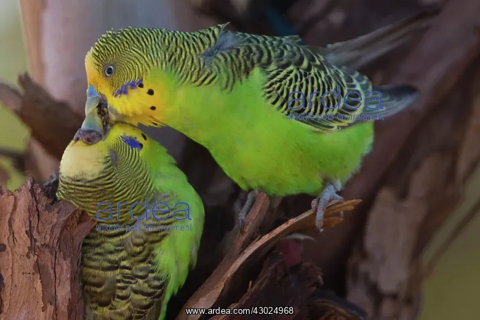 : Budgerigar male feeding female at nest hole Papunya A : Budgerigar male feeding female at nest hole Papunya A