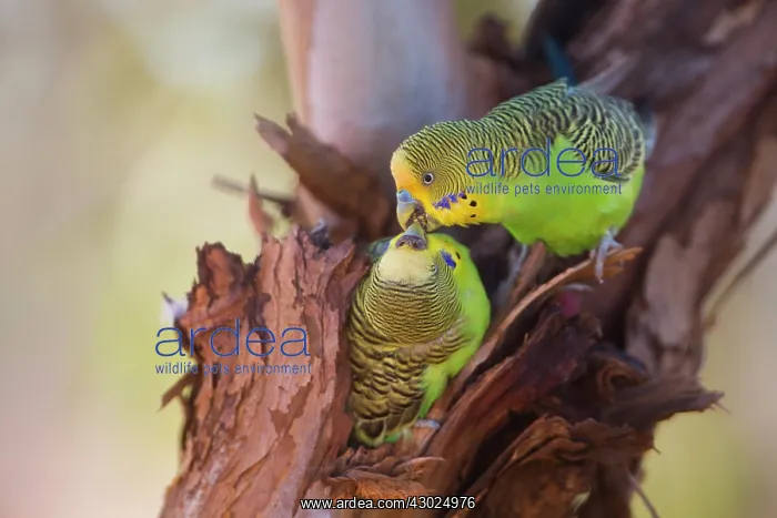  : Budgerigar male feeding female at nest hole Papunya A
