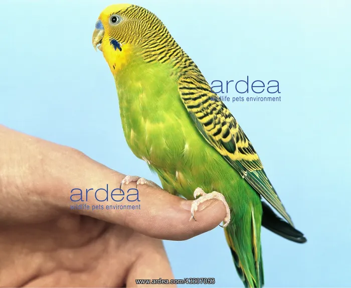  : Budgerigar - Male, perched on finger