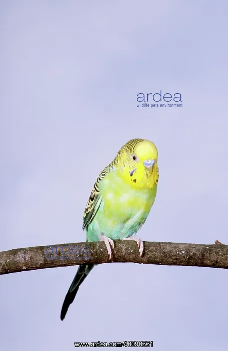: Budgerigar (Melopsittacus undulatus) : Budgerigar (Melopsittacus undulatus)