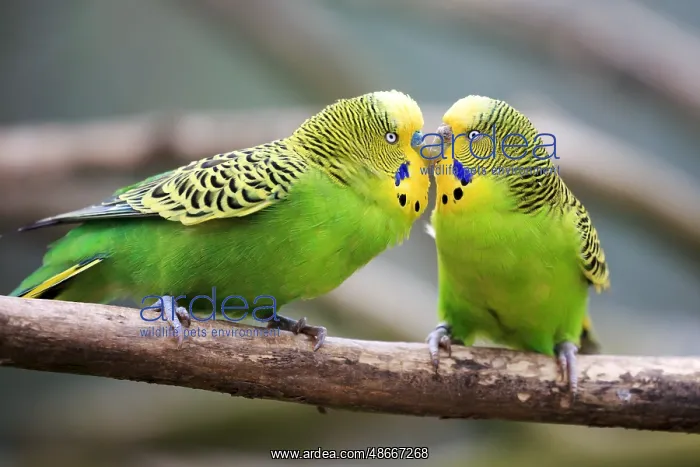 : Budgerigar (Melopsittacus undulatus), captive : Budgerigar (Melopsittacus undulatus), captive
