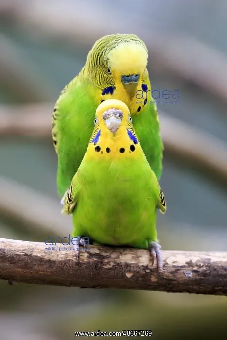 : Budgerigar (Melopsittacus undulatus), captive : Budgerigar (Melopsittacus undulatus), captive