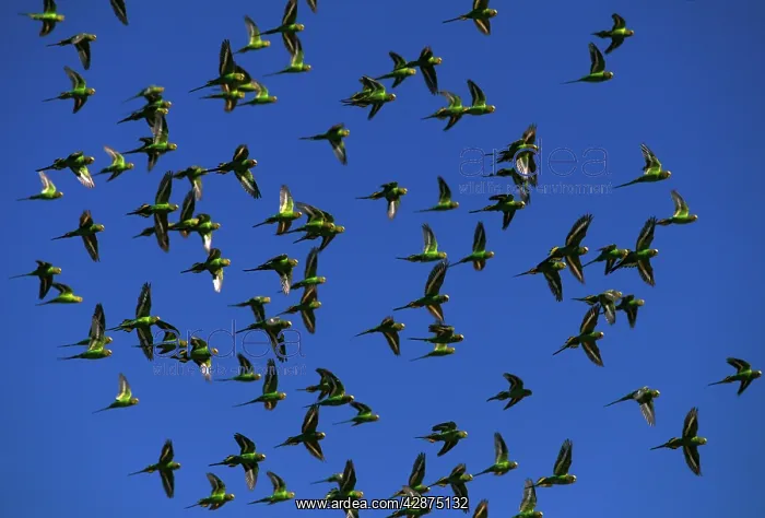 : Budgerigar (Melopsittacus undulatus) flock in flight : Budgerigar (Melopsittacus undulatus) flock in flight
