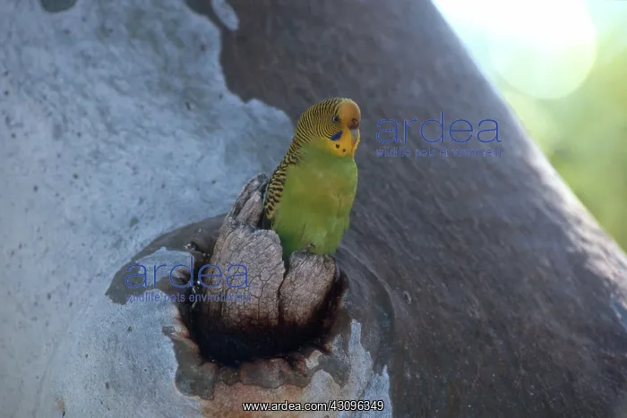  : Budgerigar at Nest