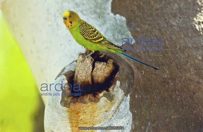 : Budgerigar at Nest Hollow : Budgerigar at Nest Hollow