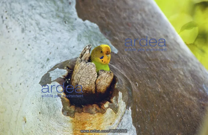 : Budgerigar at Nest Hollow : Budgerigar at Nest Hollow