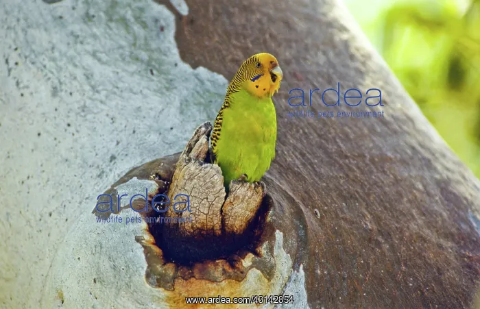 : Budgerigar at Nest Hollow : Budgerigar at Nest Hollow