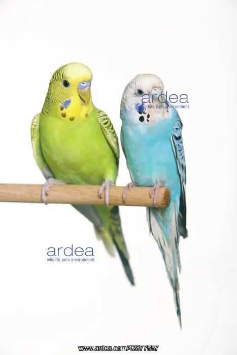: Budgerigar - two on perch : Budgerigar - two on perch