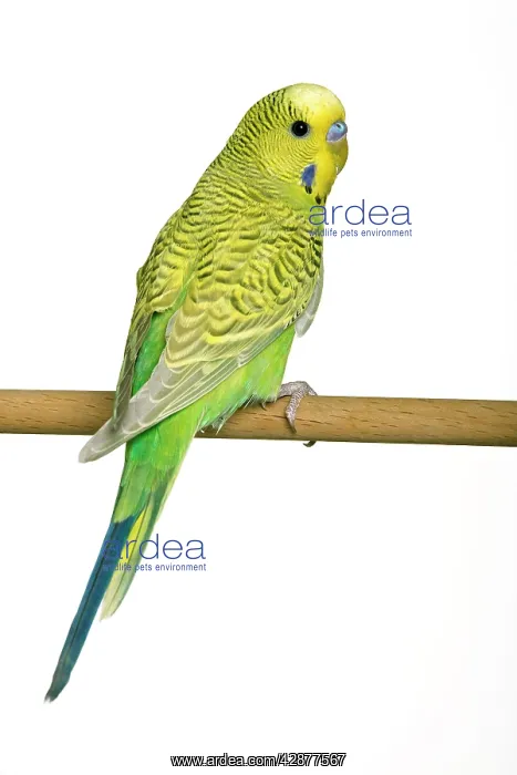 : Budgerigar - on perch : Budgerigar - on perch