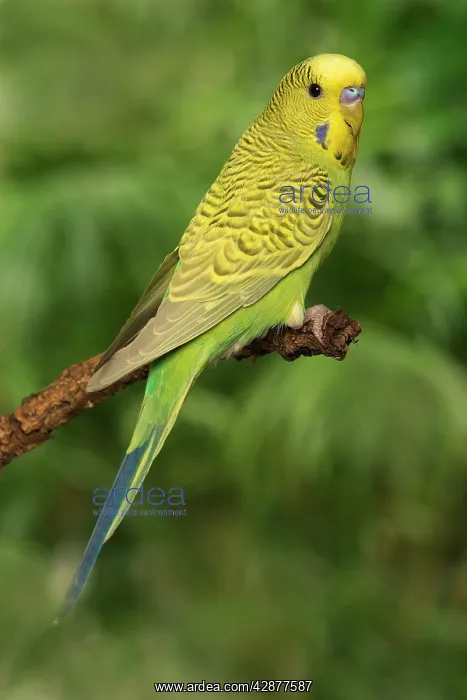 : Budgerigar - on perch : Budgerigar - on perch