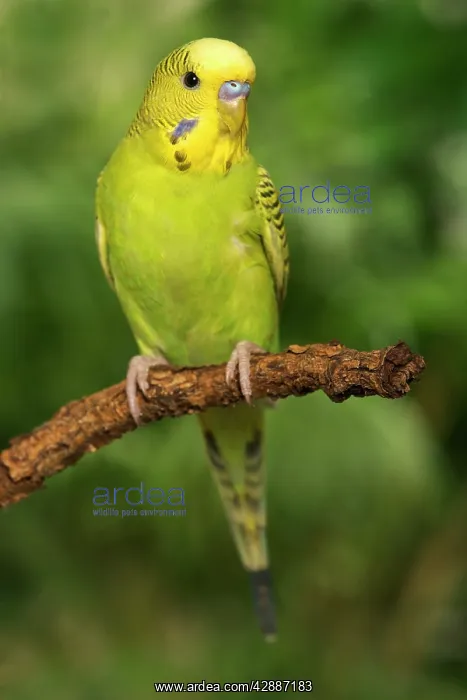 : Budgerigar - on perch : Budgerigar - on perch