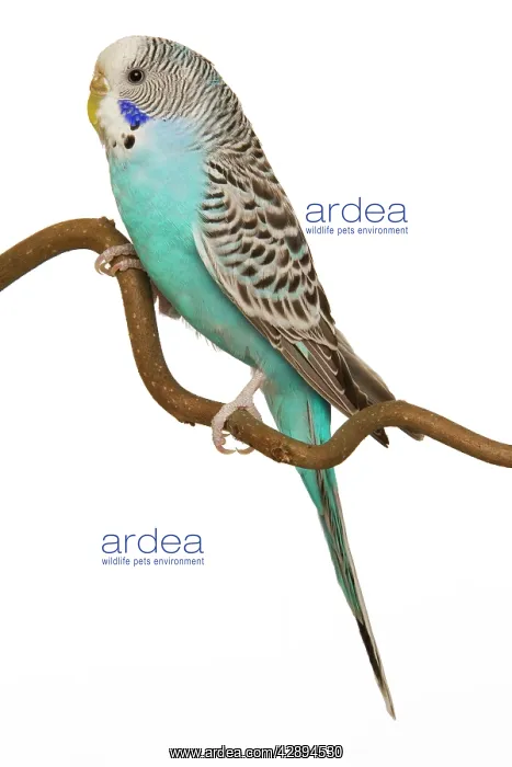 : Budgerigar - on perch : Budgerigar - on perch