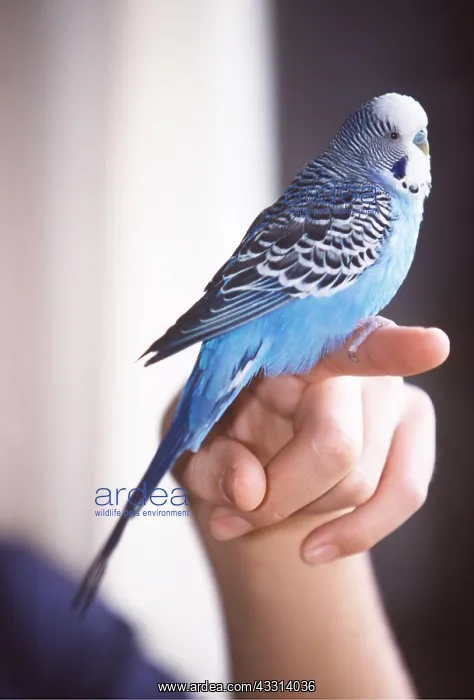 : BUDGERIGAR - sitting on finger : BUDGERIGAR - sitting on finger