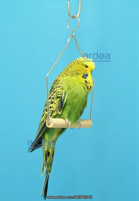 : BUDGERIGAR - On swing : BUDGERIGAR - On swing