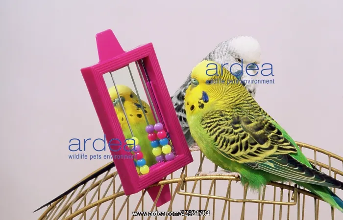 : Budgerigar - with toys on cage : Budgerigar - with toys on cage