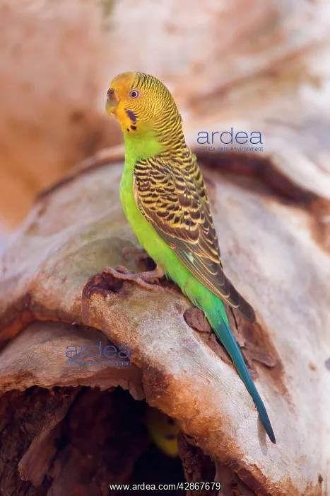 : Budgerigar - side view of an adult sitting on a : Budgerigar - side view of an adult sitting on a