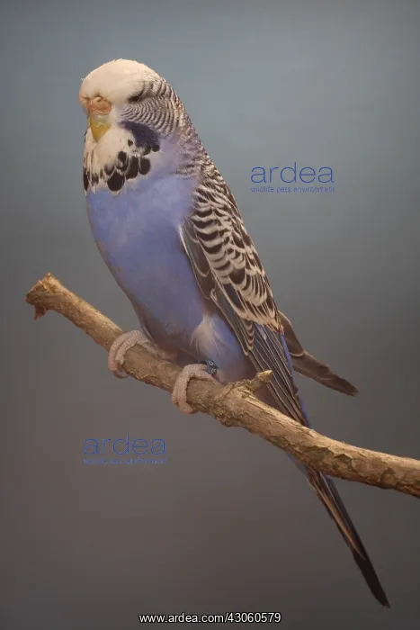 : Budgerigar violet on a branch : Budgerigar violet on a branch