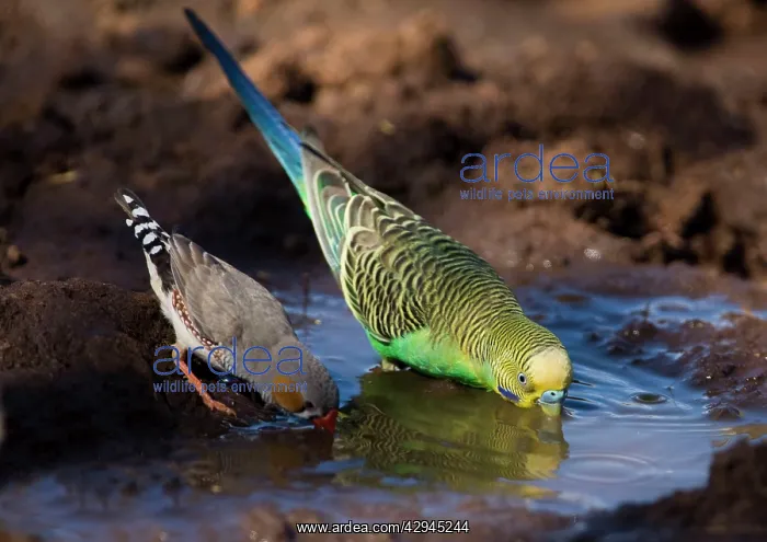 : Budgerigar and Zebra Finch (Taeniopygia guttata) : Budgerigar and Zebra Finch (Taeniopygia guttata)
