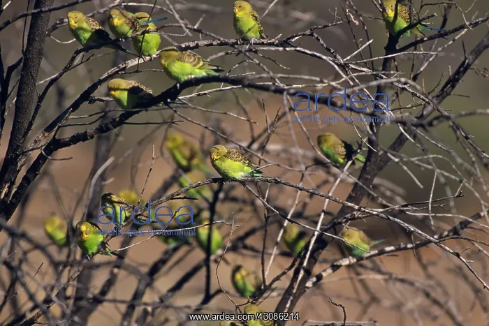 : Budgerigars : Budgerigars