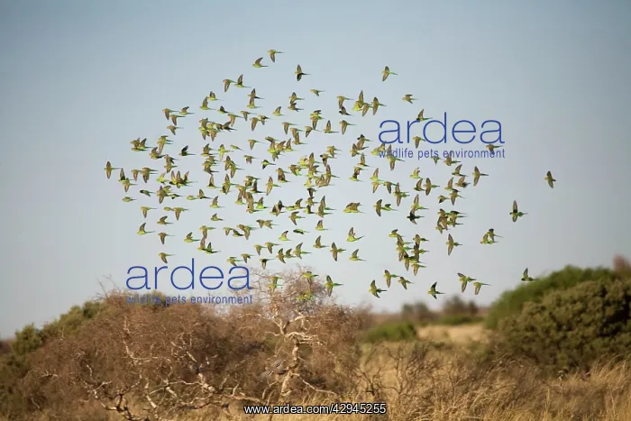 : Budgerigars approaching a waterhole : Budgerigars approaching a waterhole
